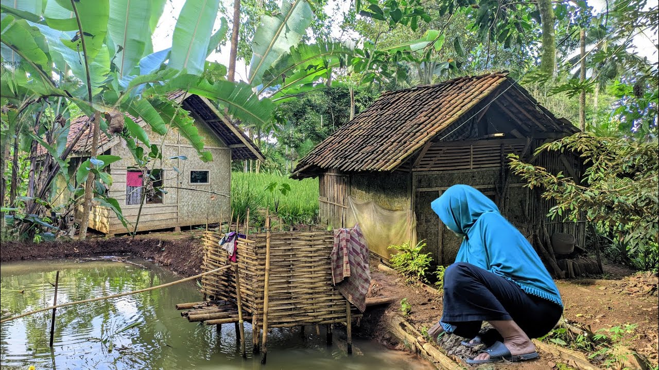 SUARA TONGGERET DI PEDESAN SORE HARI, BIKIN ADEM TENANG TENTRAM SUASANA DI KAMPUNG DI DESA MAPARAH 