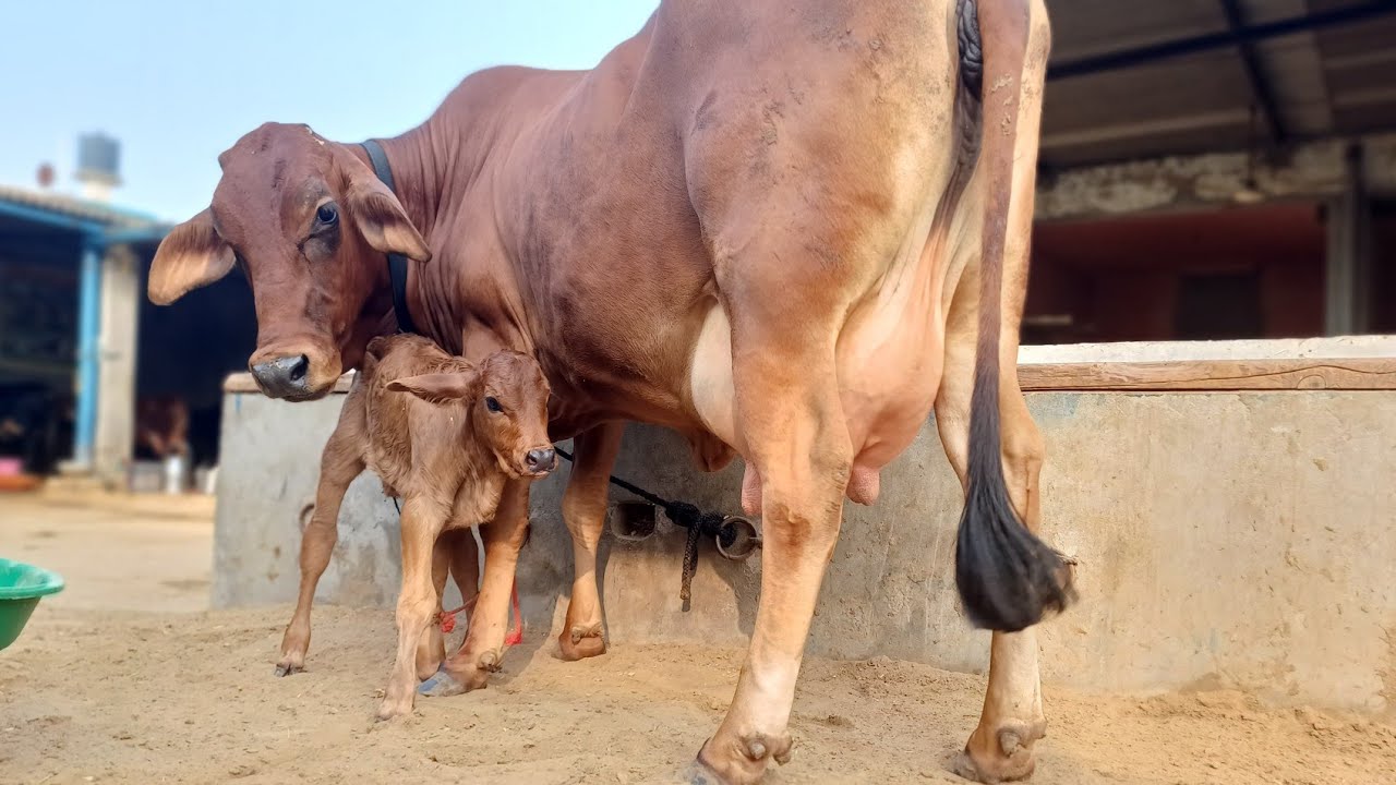 ਪਿਉਰ ਸਾਹੀਵਾਲ ਗਾਂ ਵਿਕਾਊ,ਮਗਰ ਵੀ ਵੱਛੀ ਆ,98784-48264 and 94782-63916