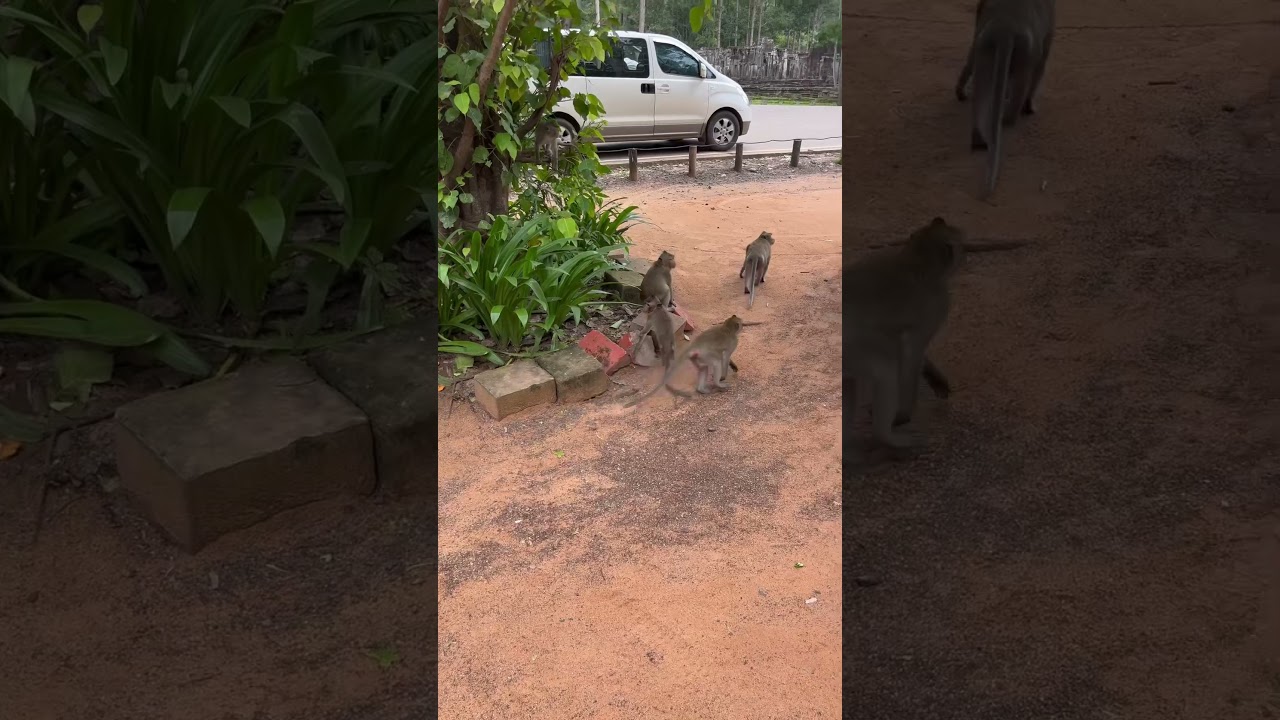 #monkeychannel #animals #monkeyrose #babymonkey