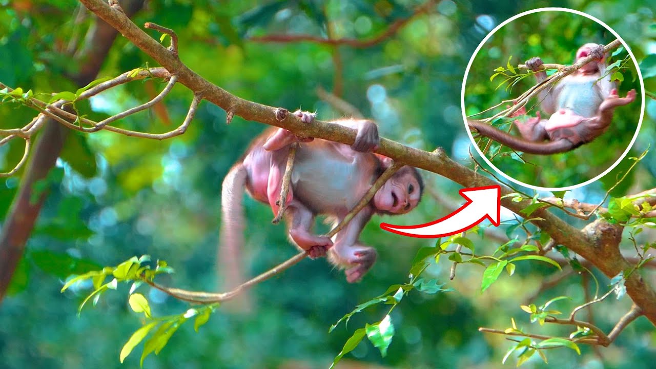 Omg.! Newborn baby monkey falls down from the high tree | Best Video Clip | Life of Monkeys