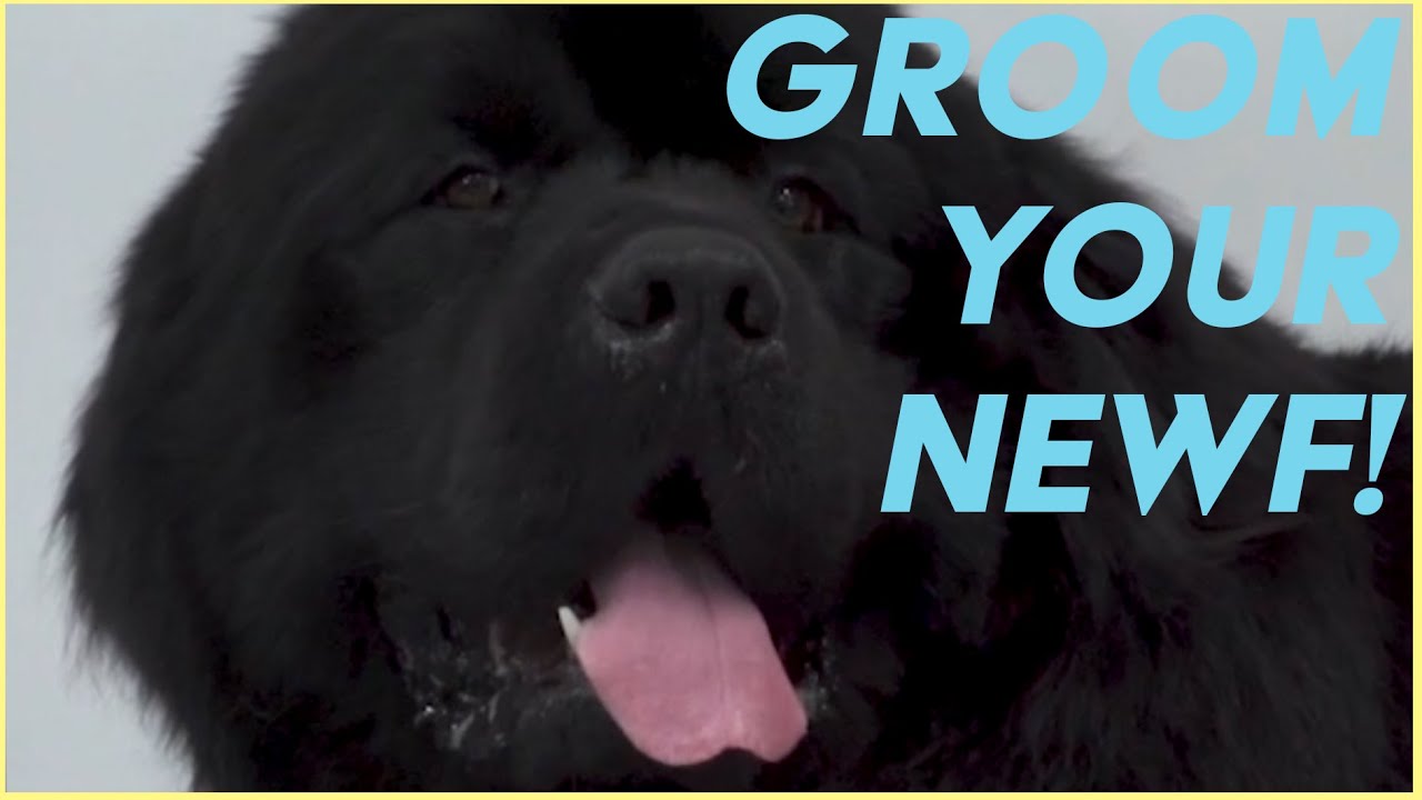 Newfoundland Grooming 101