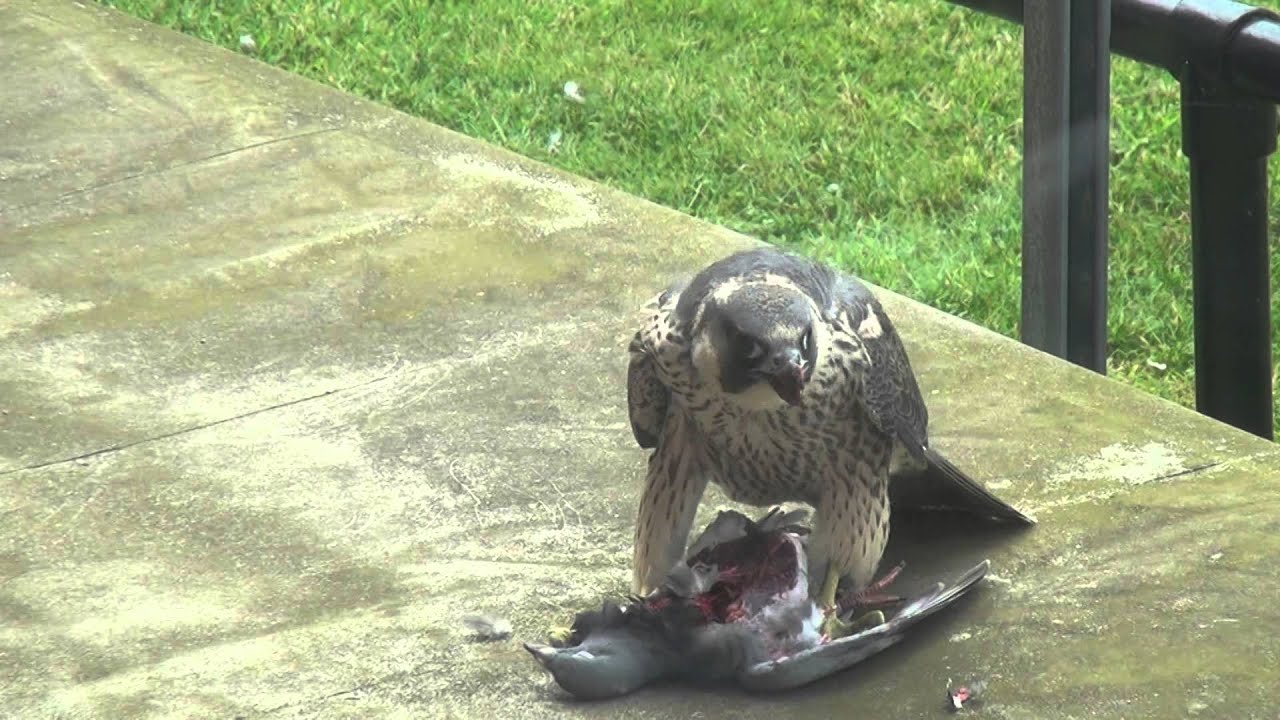 Peregrine falcon eating pigeon University of Birmingham [HD]