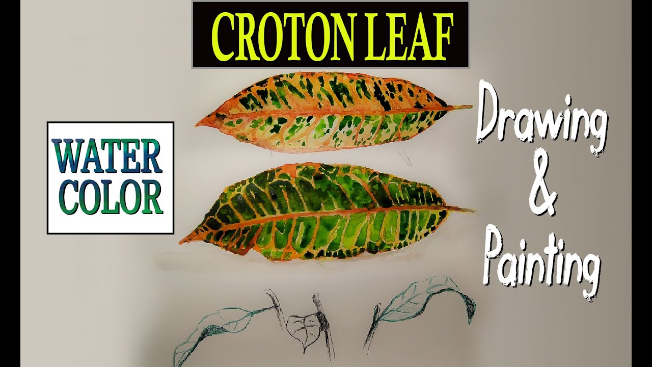 how to paint croton leaf | Realistic method | water color | art class for easy