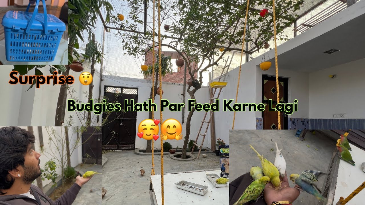 Surprised 😮 New Birds 🦜 Birds Hath Par Feed Krne Lagi 🥰