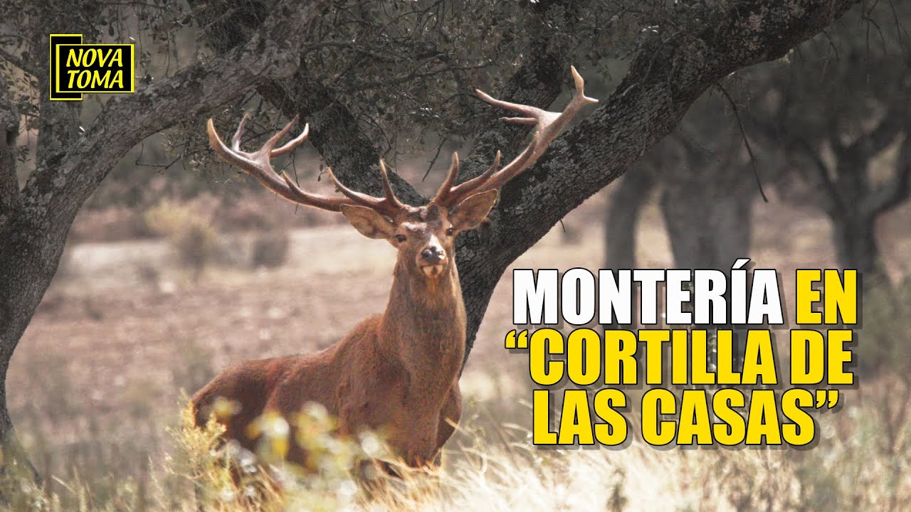 MONTERÍA EN CORTILLA DE LAS CASAS