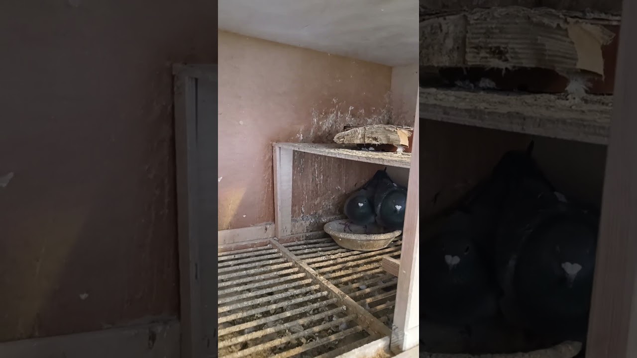 Kto chętny na młode? tel. 513812854 