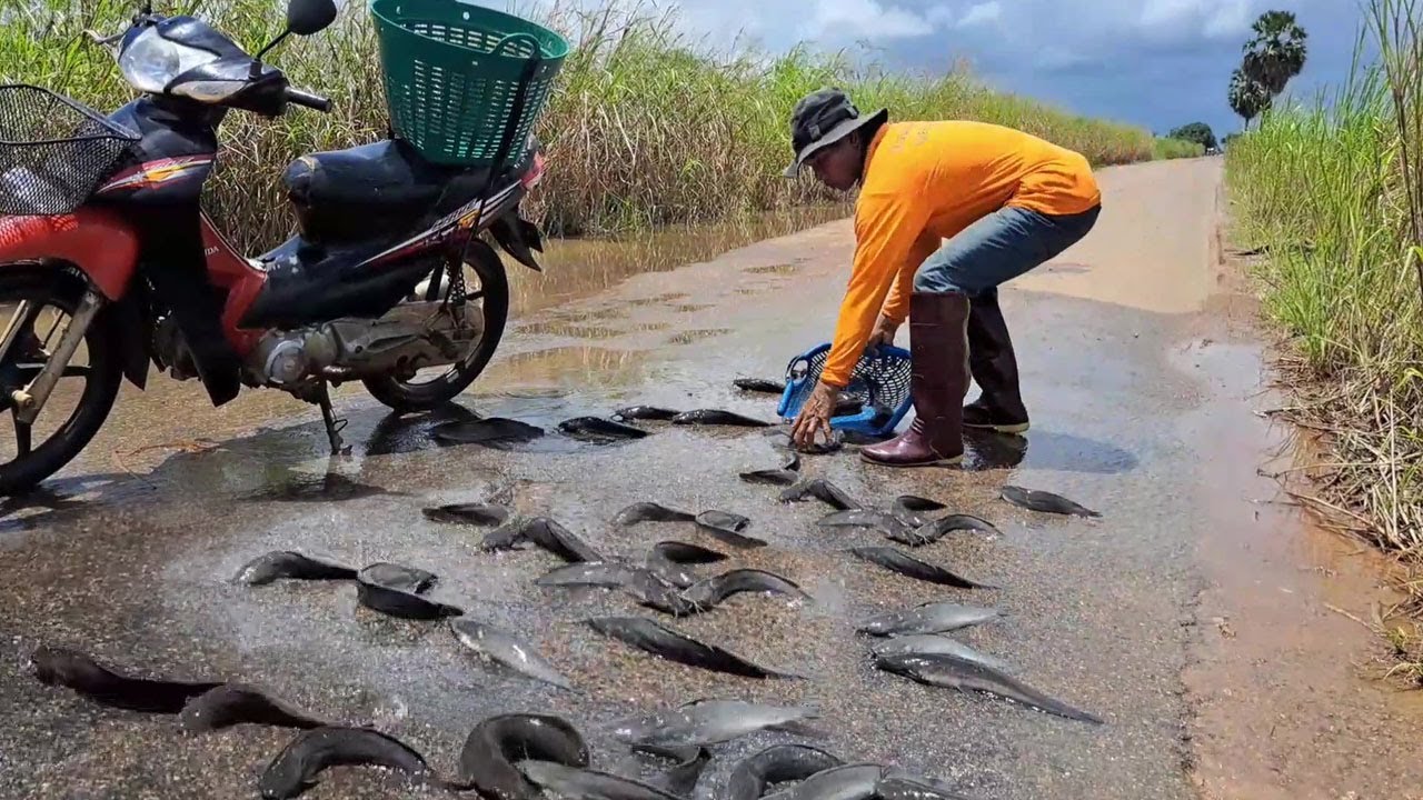 Top unique fishing , best hand fishing - catching a lot of fish back water on the road by hand skill
