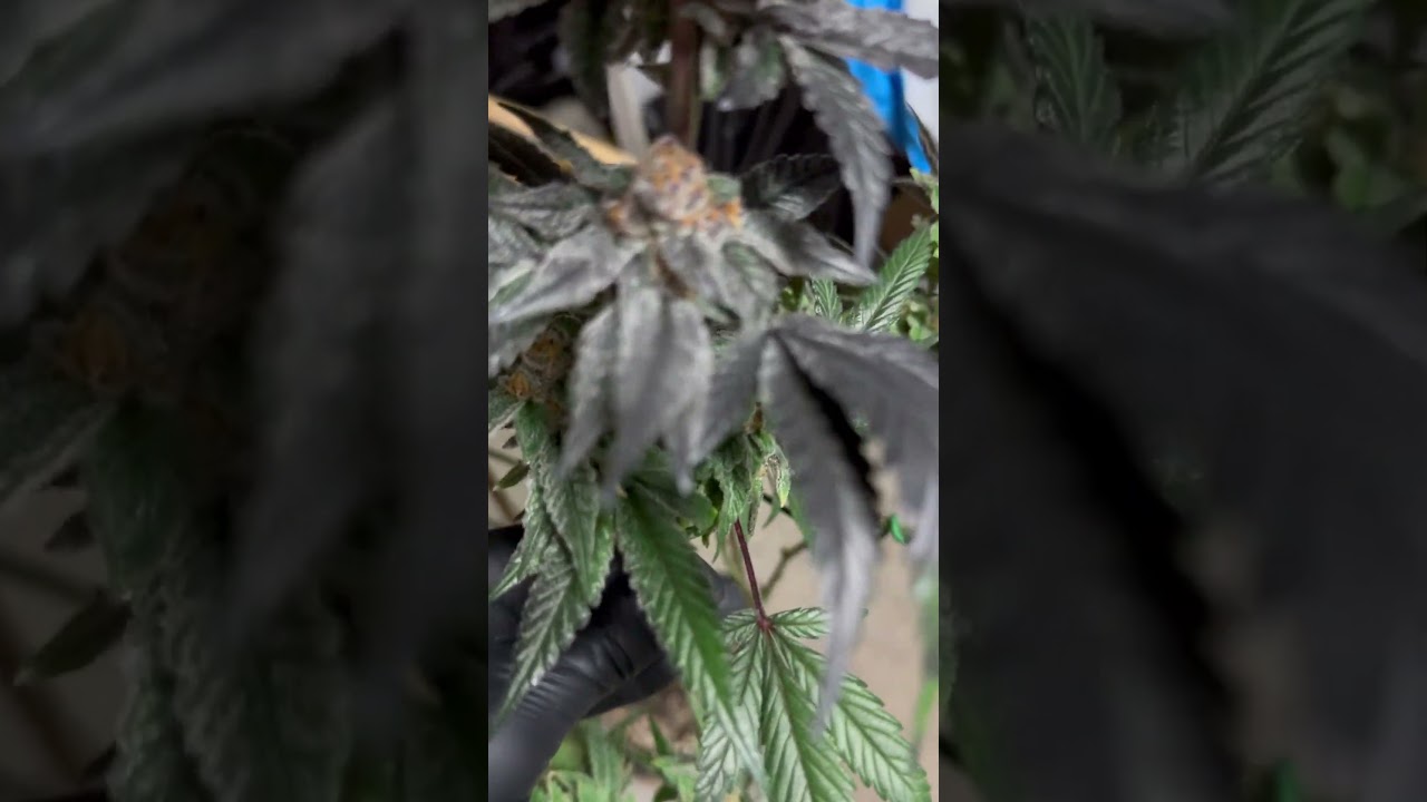 In-house Genetics &ldquo;IceCream Candy&rdquo;, Dolato x Skurricane #23. #cannabiscommunity #420 #smokey #blaze