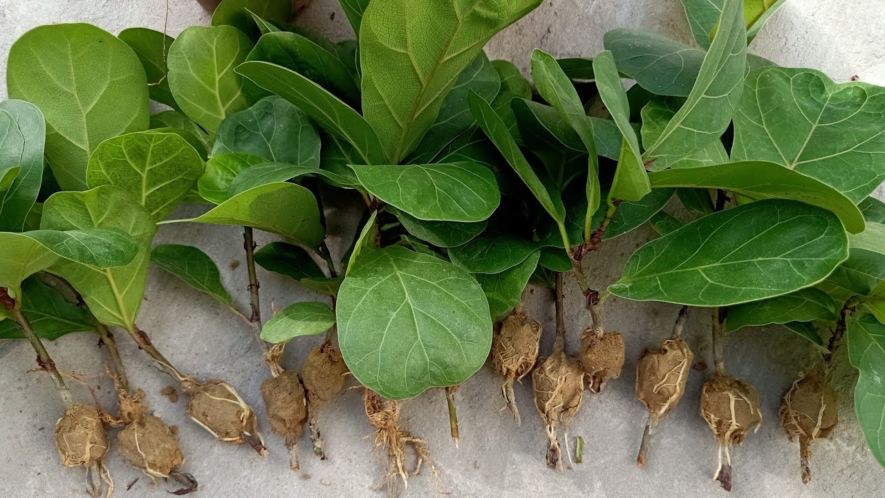 How I Easily Propagate Fiddle Leaf Fig / Dwarf Ficus Lyrata / Dwarf Fiddle-leaf fig