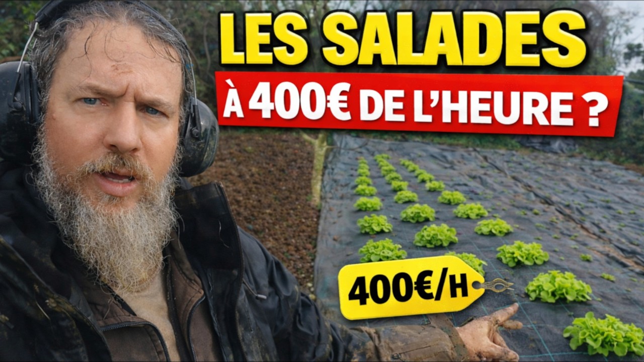 Des salades à 400€ de l’heure ? La réalité d’une microferme