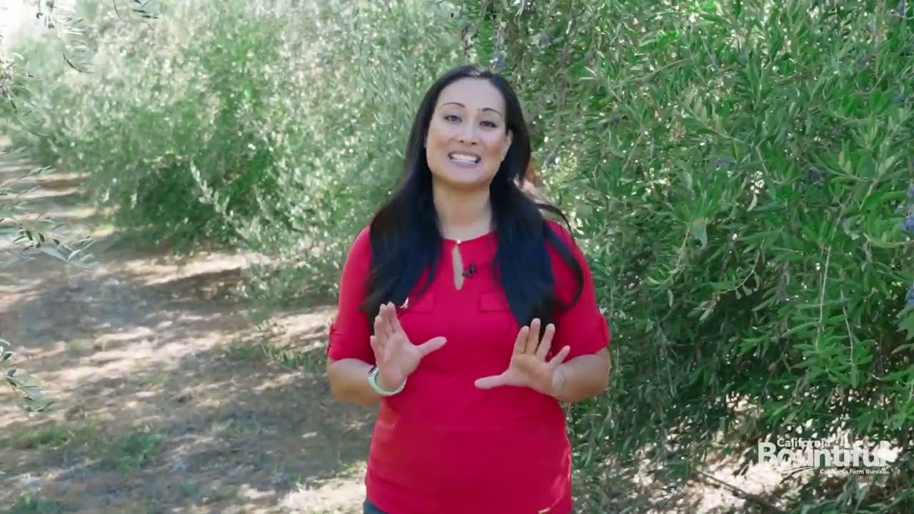 McCauley Olive Groves By: California Bountiful TV