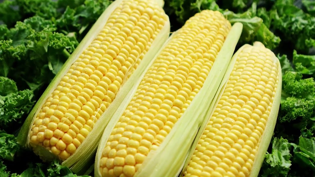Выращивание кукурузы по технологии ORGANICUM и ORGANOFERT | #кукуруза #удобрения #органика