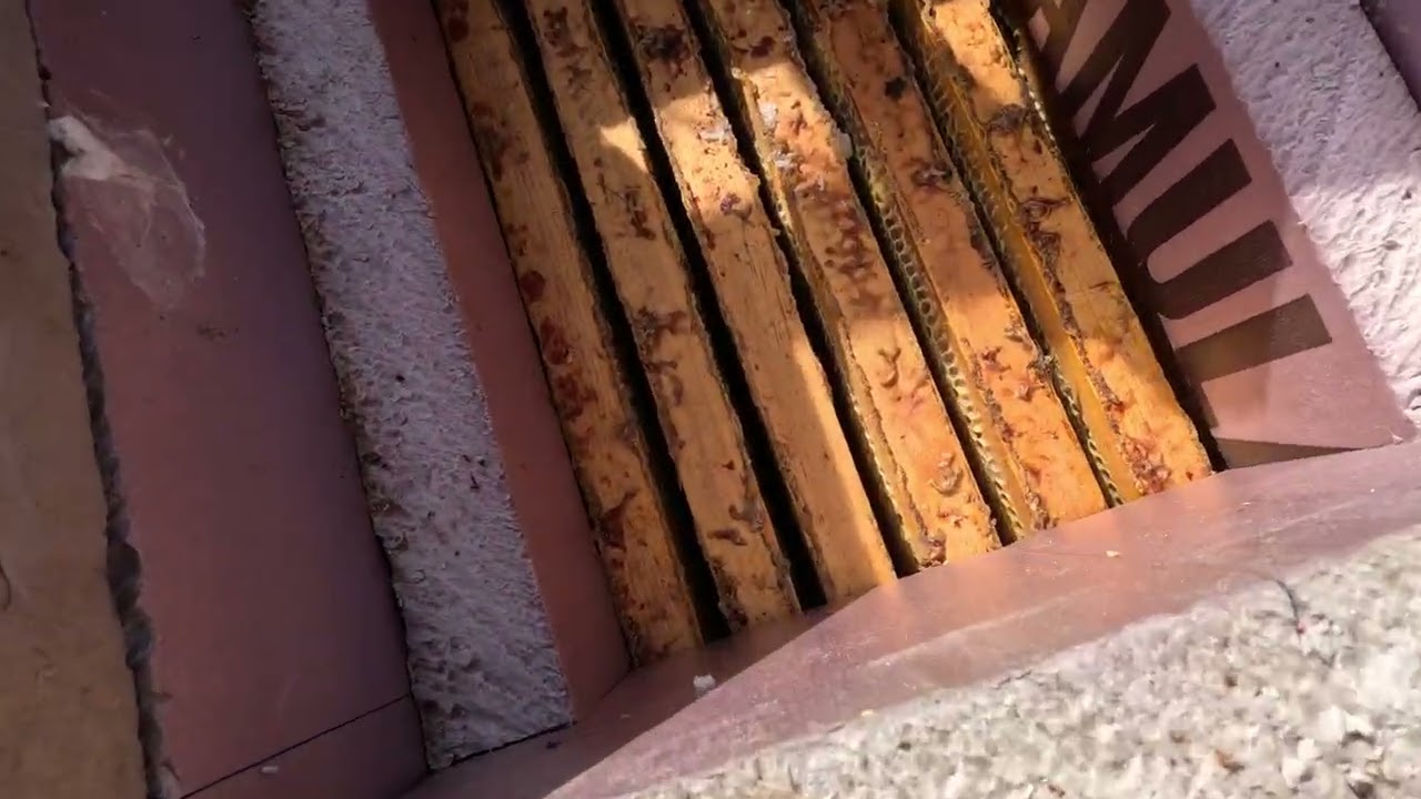 Winter hive check belleview hive