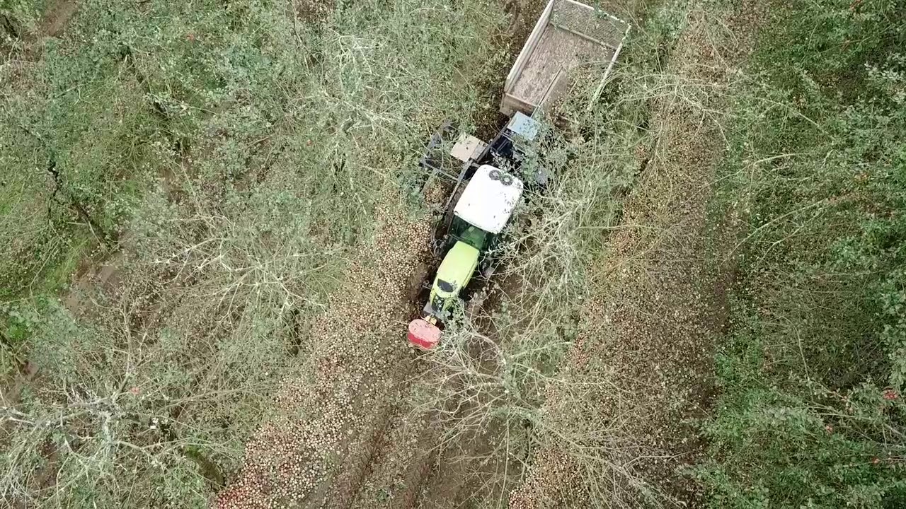2017 Apple Harvest, Healeys