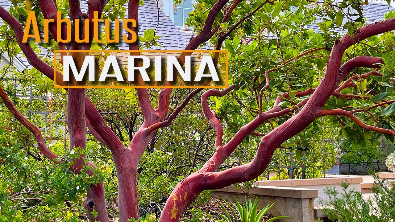 Удивительная кора, удивительное дерево! Земляничное дерево Марина (Arbutus Marina)