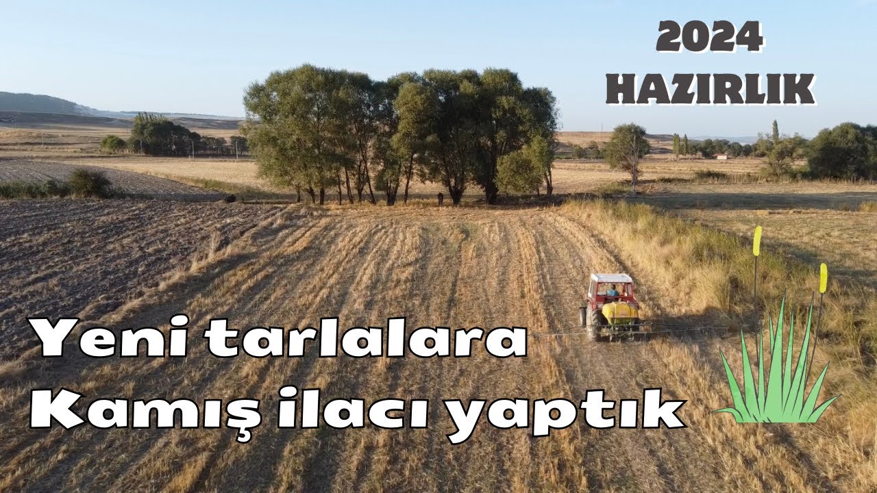 2024’e HAZIRLIK ~ YENİ TARLALARA KAMIŞ İLACI YAPTIK