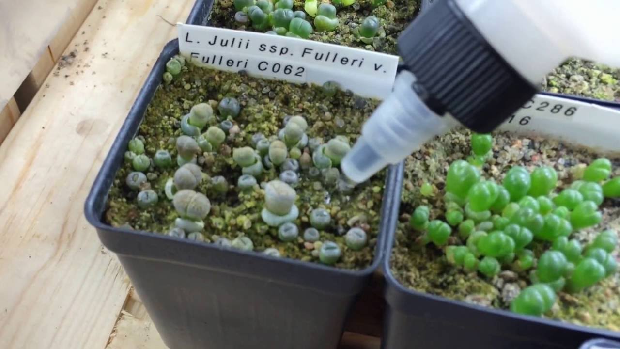 How I Water My Lithop Seedlings