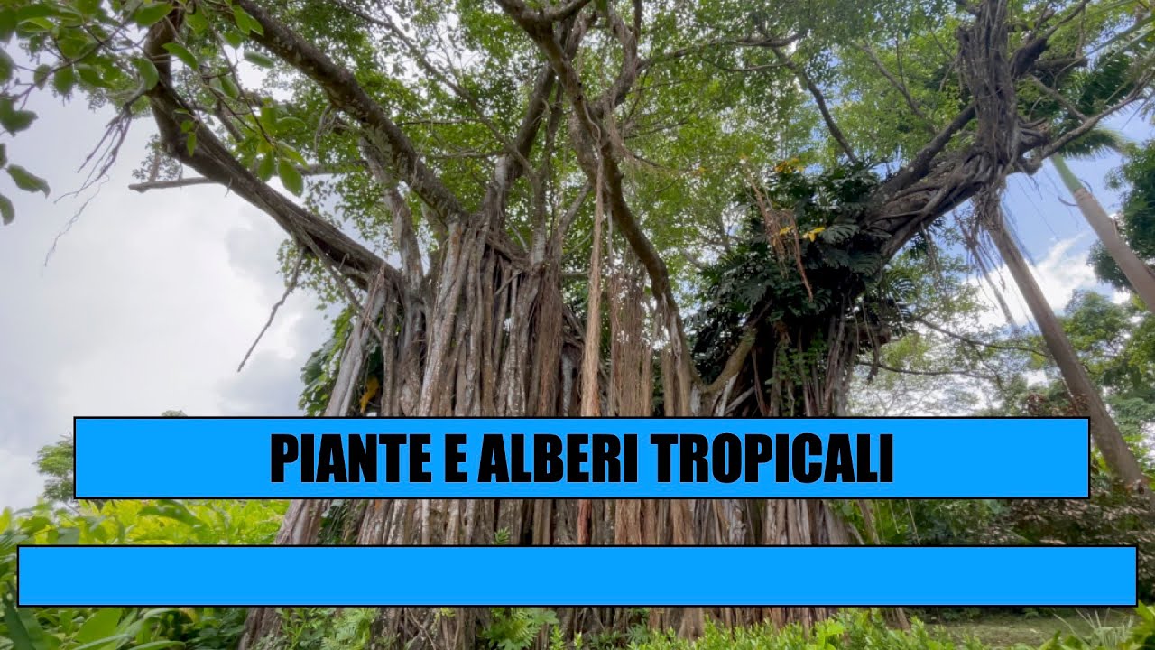 GIARDINO BOTANICO DI GUADALUPA - Jardin botanique de Guadeloupe