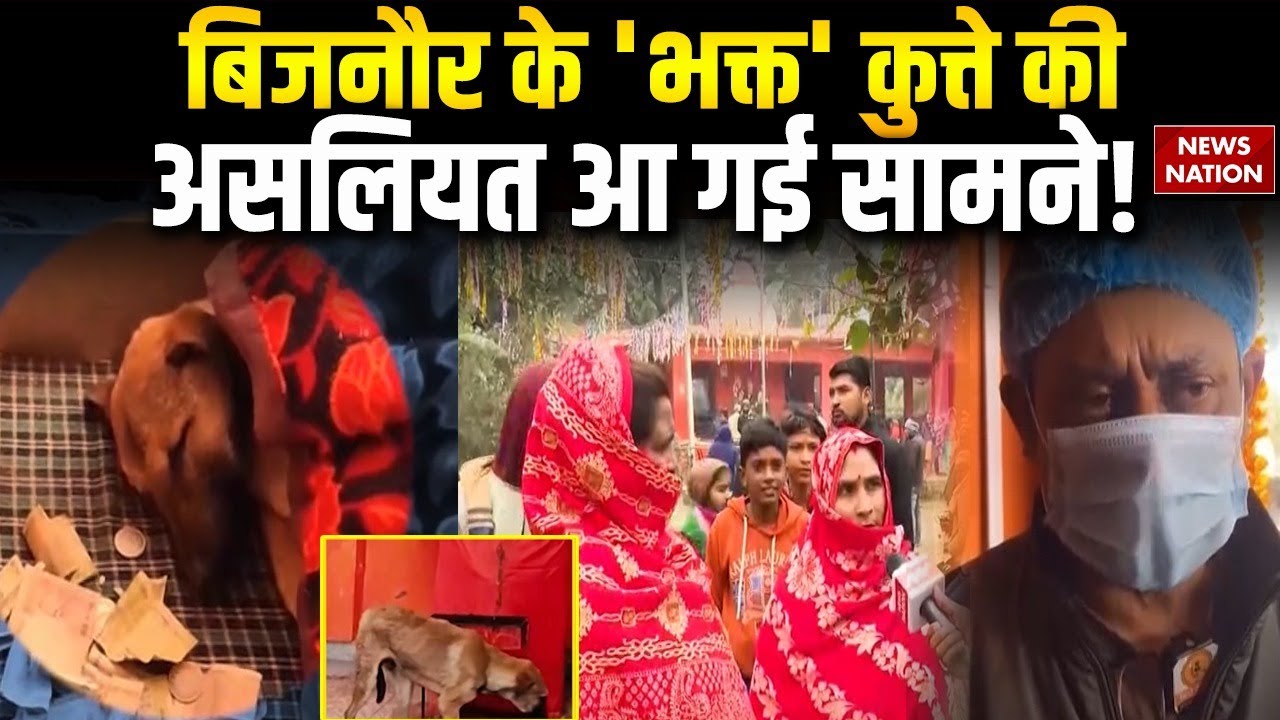 Bijnor Viral Dog: Hanuman बिजनौर के 'भक्त' कुत्ते की असलियत आ गई सामने! Dog Parikrama Video