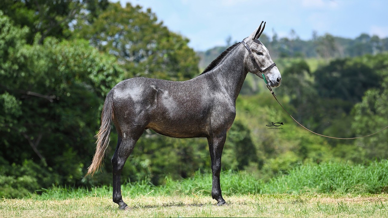 16 DIAMANTE DO HARAS DA CHAVE