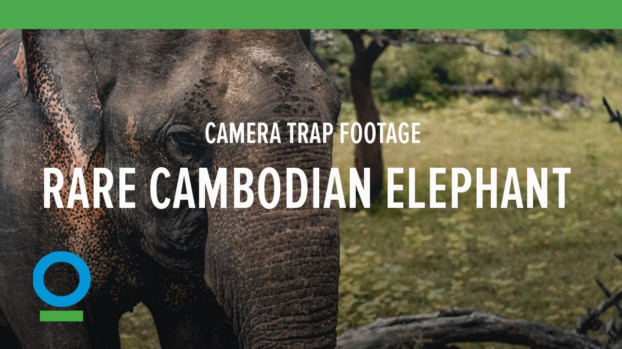 Rare Cambodian Elephant Camera Trap Footage | Conservation International (CI)
