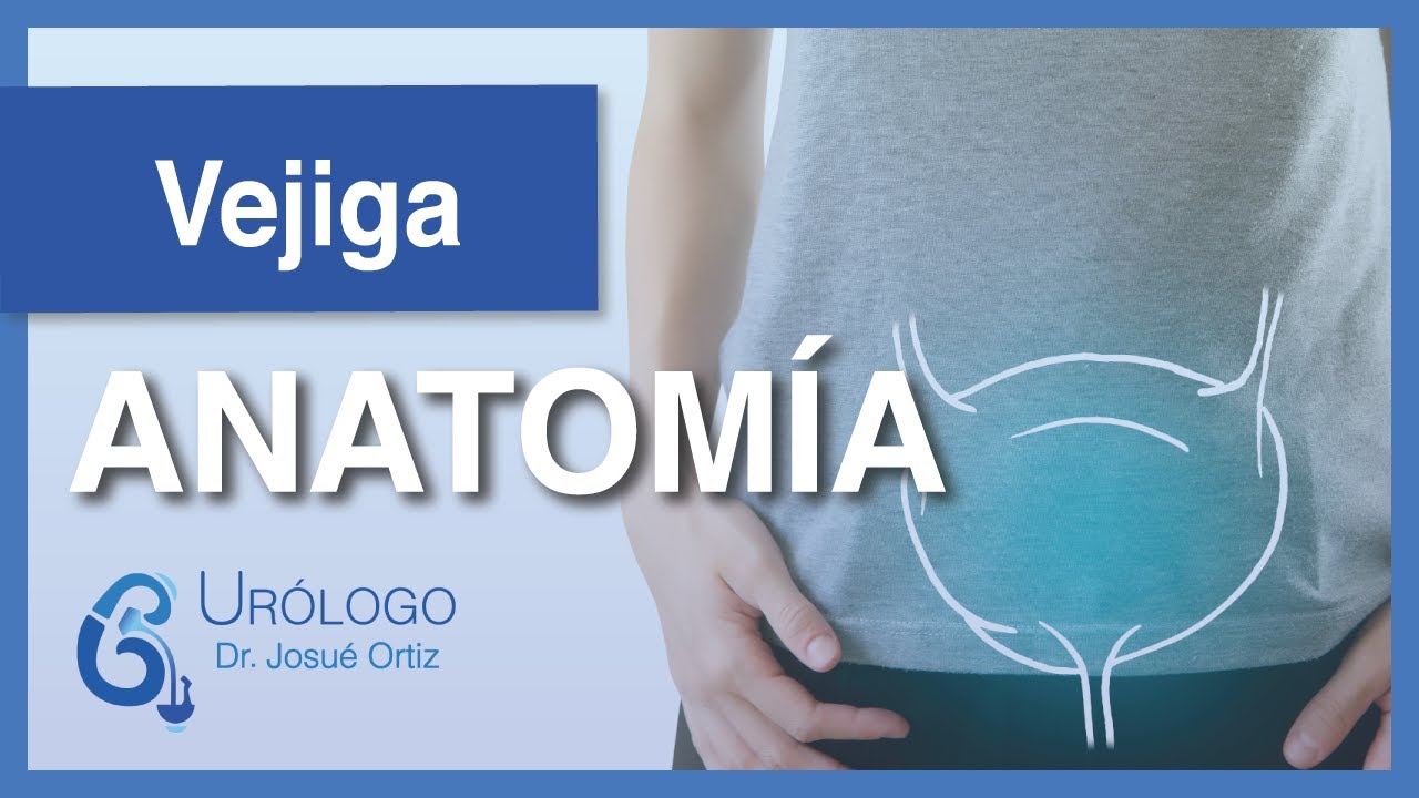 ANATOM&Iacute;A de la VEJIGA - UR&Oacute;LOGO Josu&eacute; Ort&iacute;z