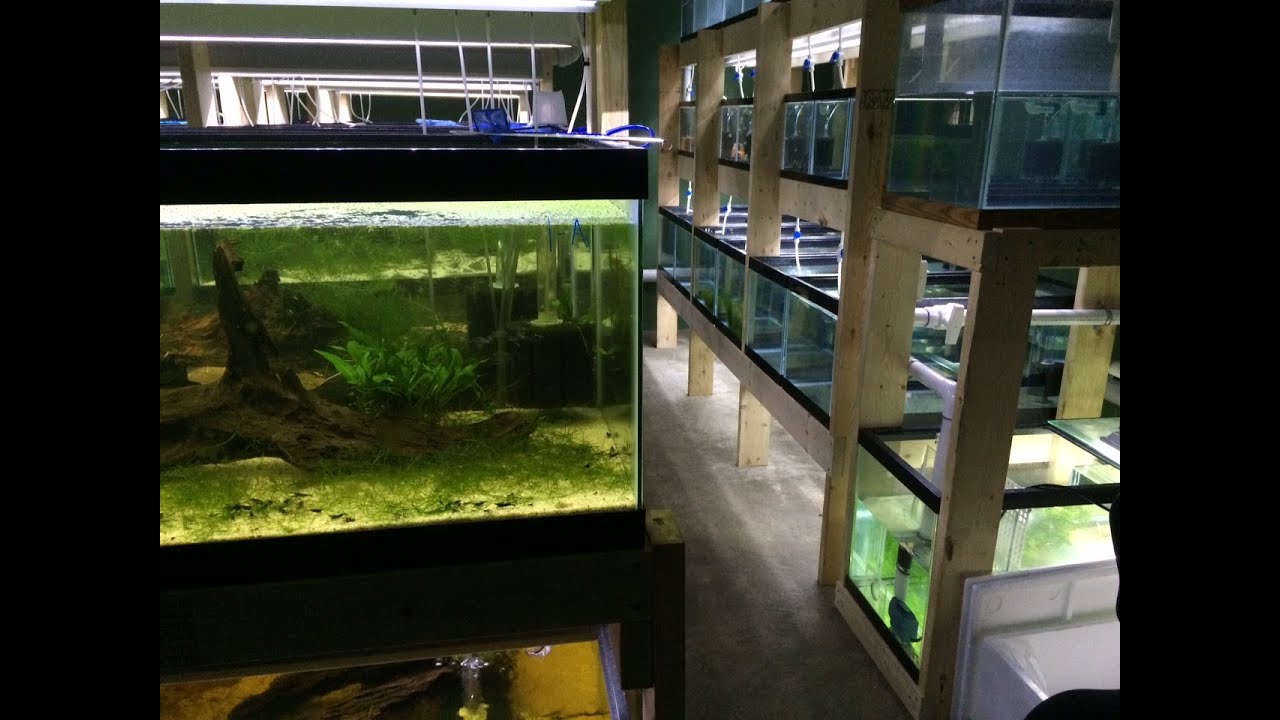 Shrimp Room Tour: 96 Tanks
