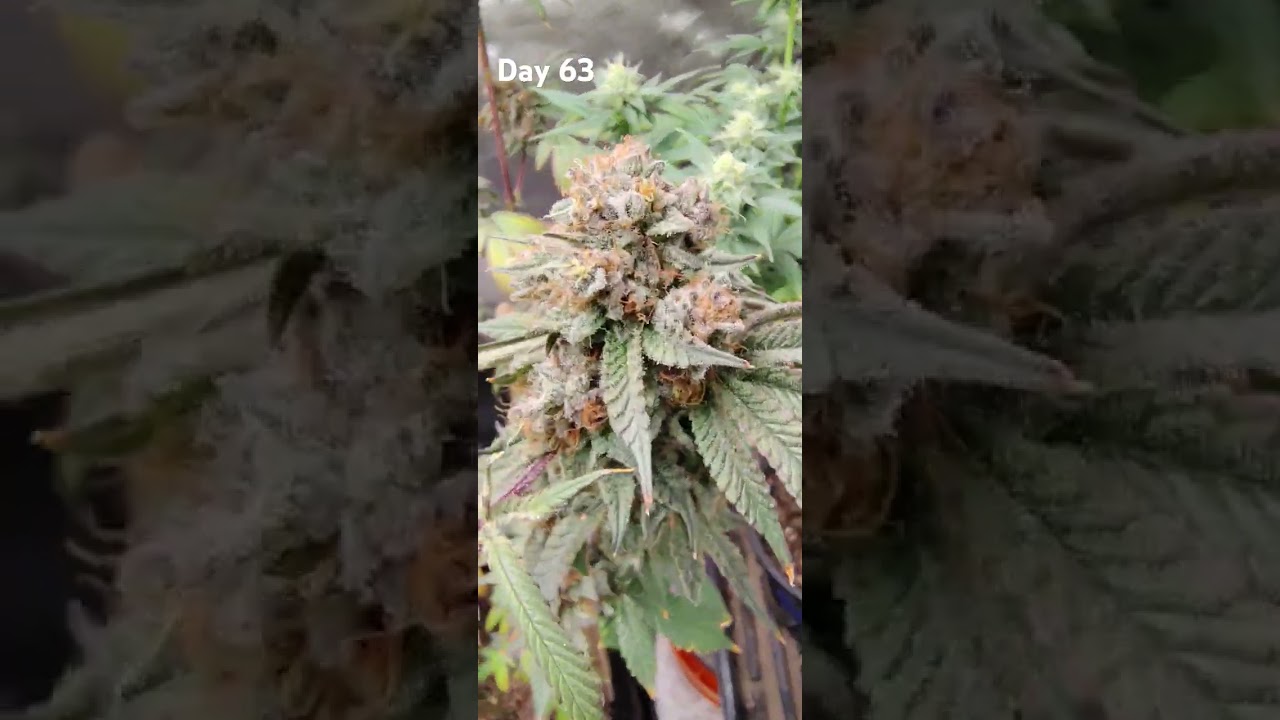 Pineapple Pucker Day 63F from Sol Fire Gardens @solfiregardens #solfire #garden #homegrown #fyp