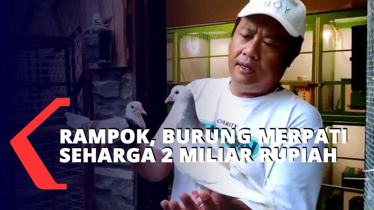 Rampok, Burung Merpati Seharga 2 Miliar Rupiah