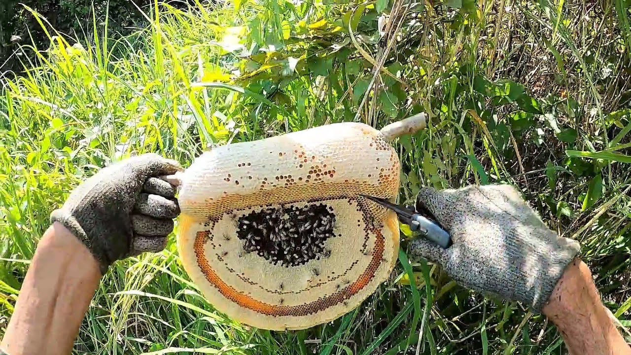 Đi tìm ong ruồi ở núi mây tàu 