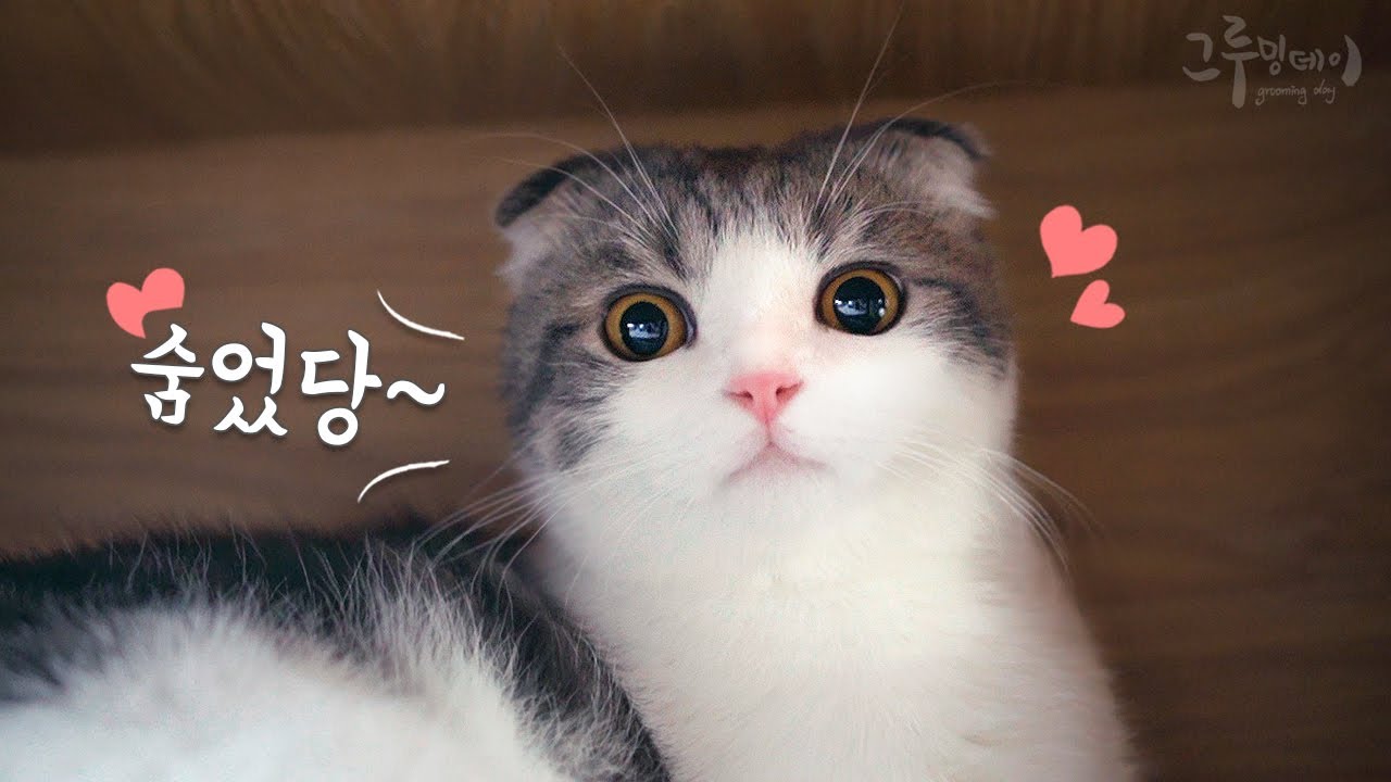 잠버릇 요란한 고양이 코비를 위한 숨숨집