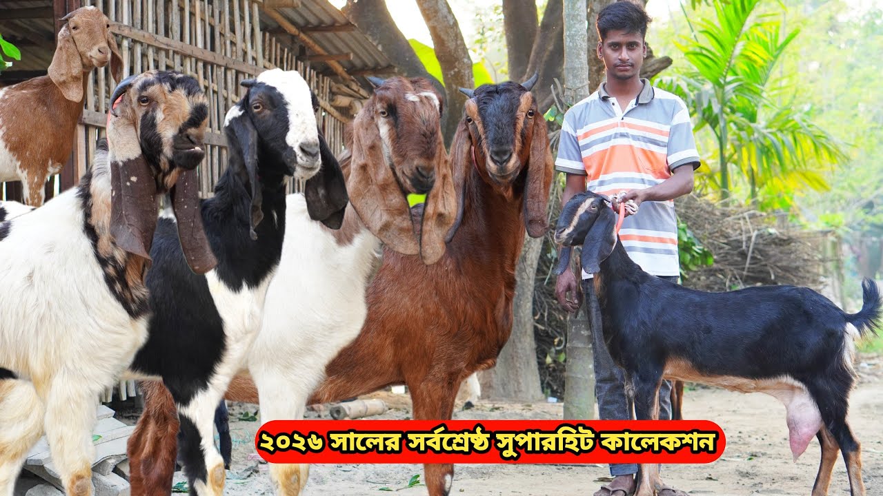 সর্বনিম্ন পাইকারি রেটে আকর্ষণীয় বিগ কালারফুল সর্বশ্রেষ্ঠ সুপারহিট দুধের,গাভিন,খাসি,মা বাচ্চা ও পাঠা