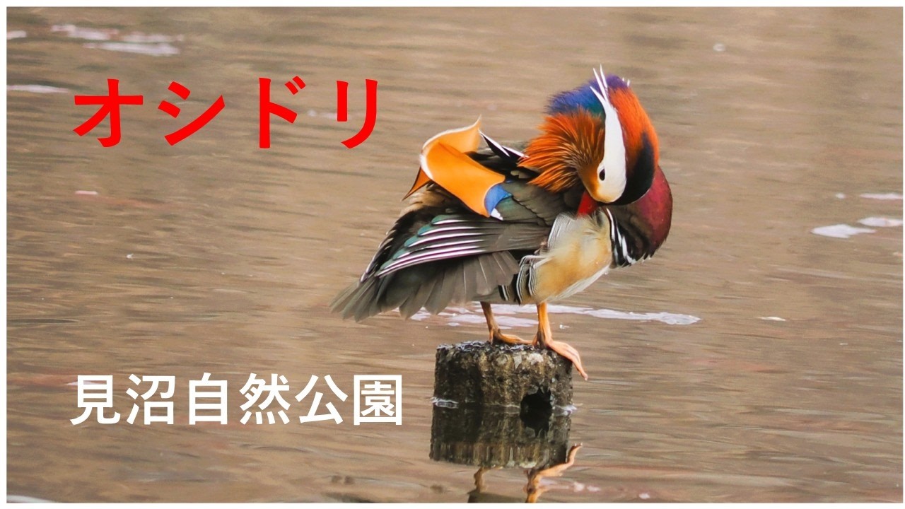 お尻フリフリ可愛いオシドリ♂