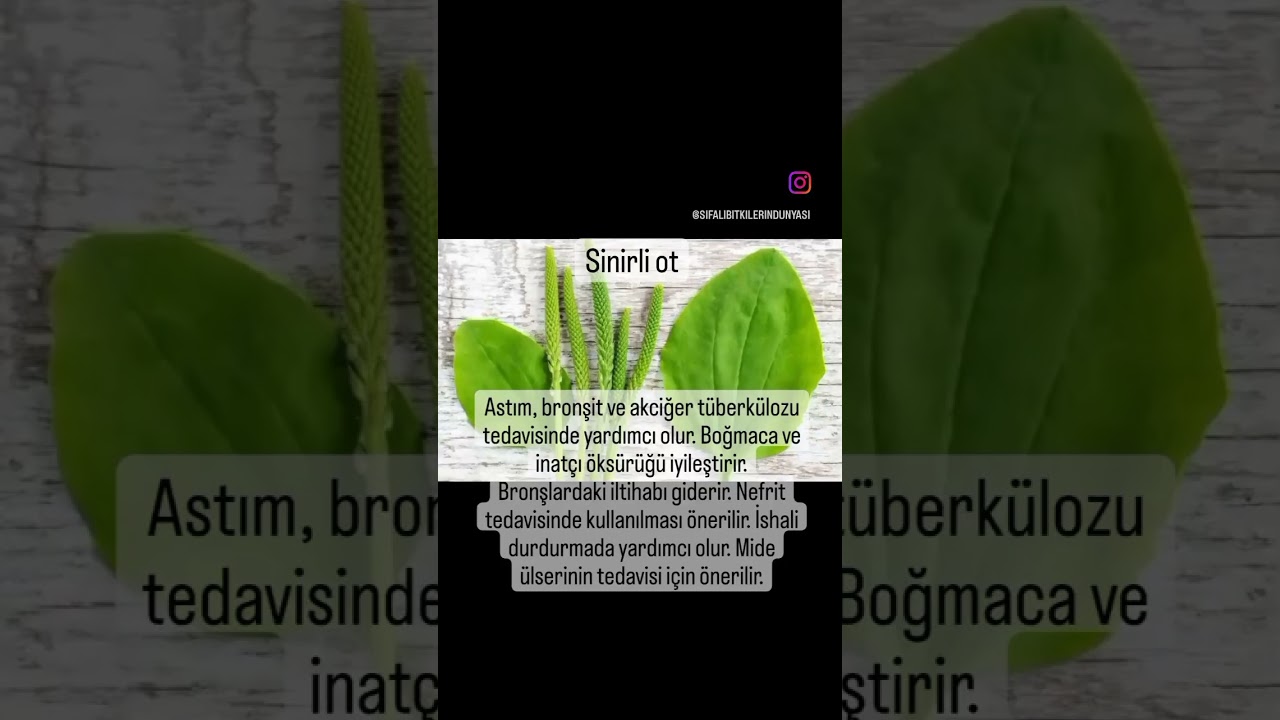 Sinirli Otun Faydaları
