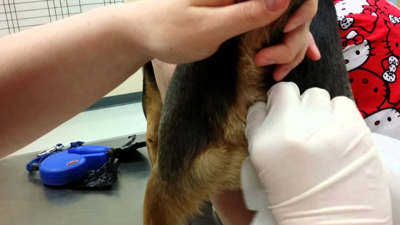 Expressing Canine Anal Glands