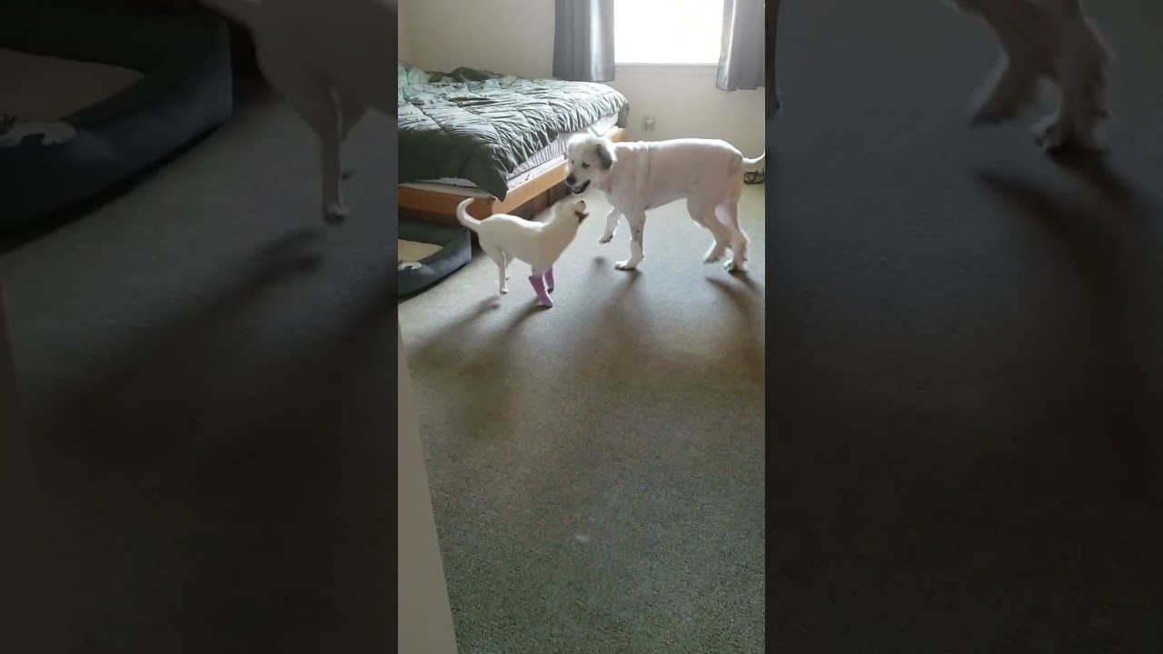 Great pyrenees and Fettuccini the dog. pitbull jack Russell boston terrier mix.