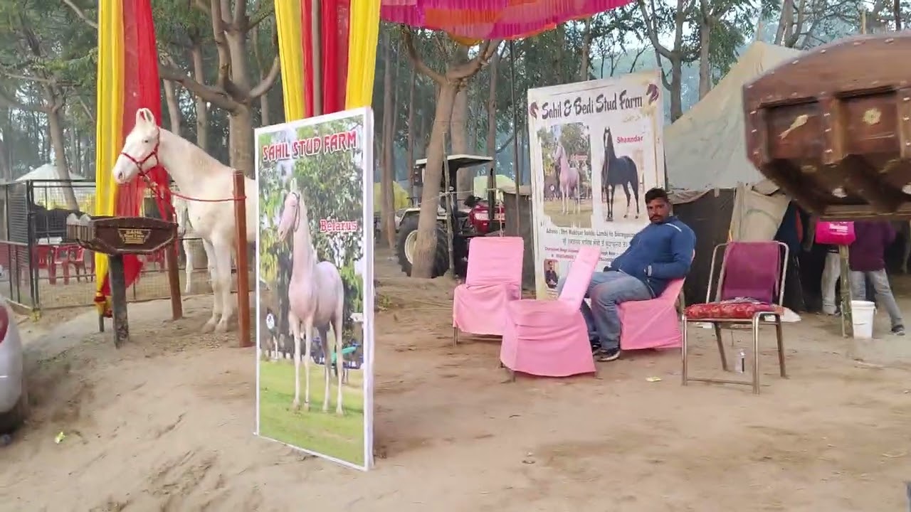 मुक्तसर घोड़ा मेला लाइव वीडियो जिस किसी भाई को घोड़ा घोड़ी बच्ची चाहिएसंपर्क करें 9870975171
