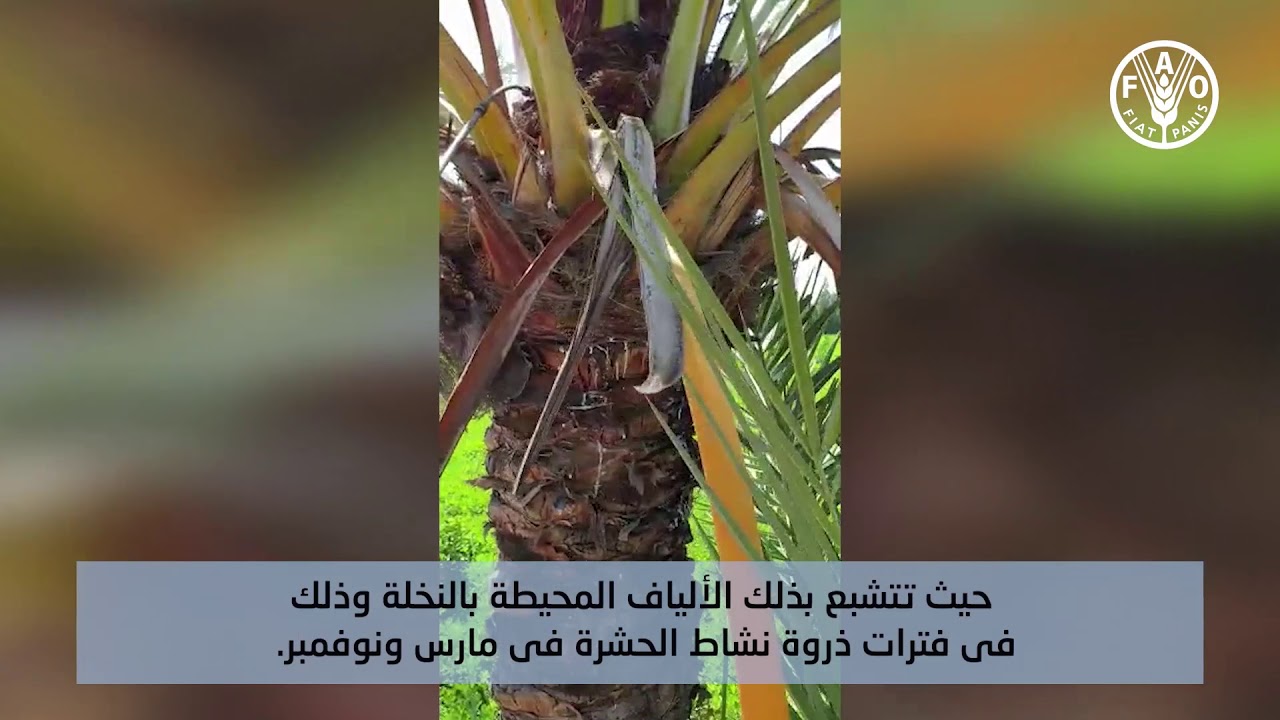 الوقاية الوقاية من الاصابة بسوسة النخيل الحمراء