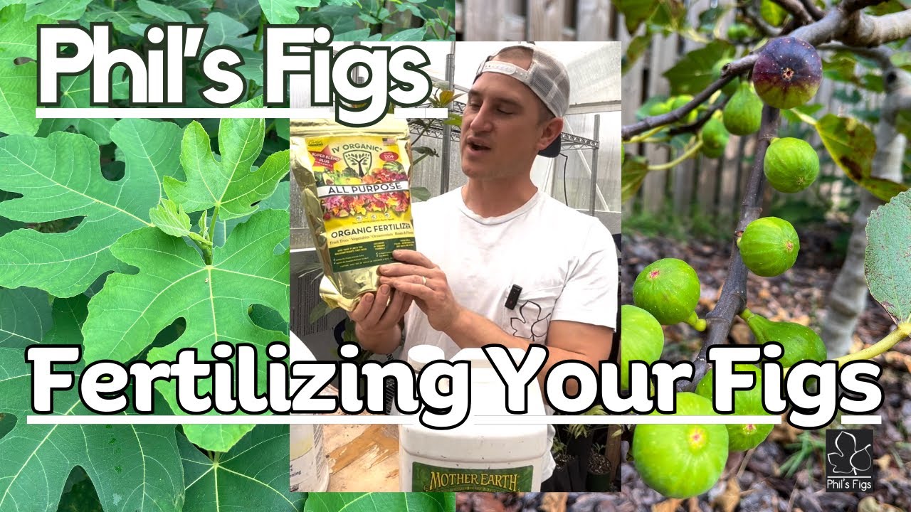 Keep It Simple, Fertilizing A Fig Tree In Spring