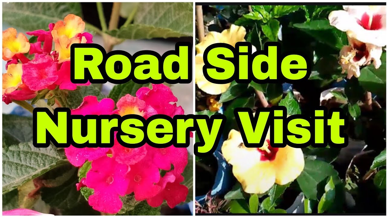 🌺Plant Nursery Visit 2023 ||🪴Nursery Visit With Price