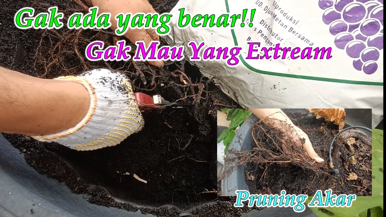 Gak ada Yang Benar || Cara Pruning Akar Pada Anggur