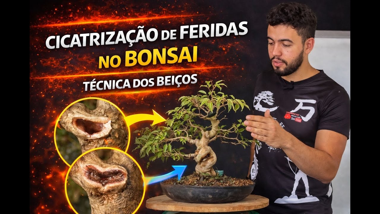 COMO CICATRIZAR o BONSAI 🌳 GARANTA a RECUPERAÇÃO PERFEITA #bonsai