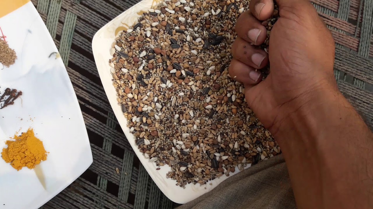 Special Paani for smog and cold, mix dana (food) for breeding pairs from my loft in winter