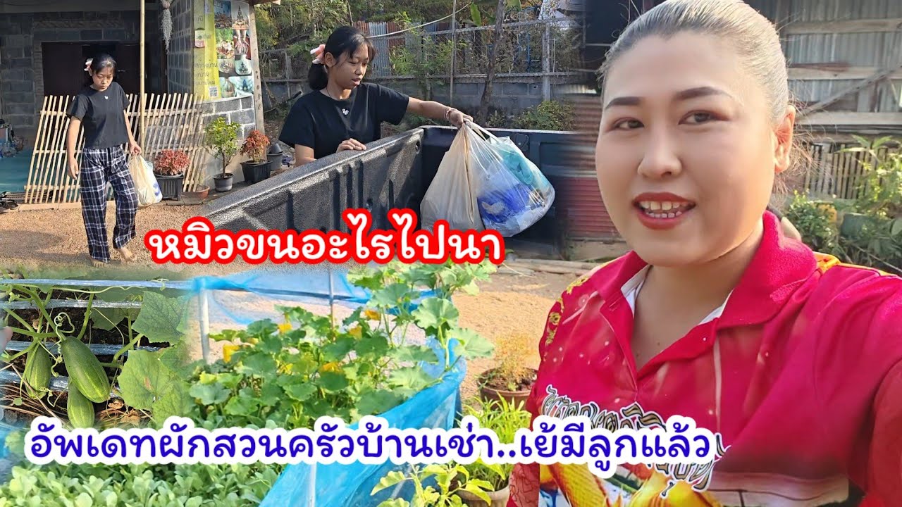 อัพเดทผักสวนครัวที่บ้านเช่า  เราทำได้แล้ว  หมิวขนอะไรไปนา