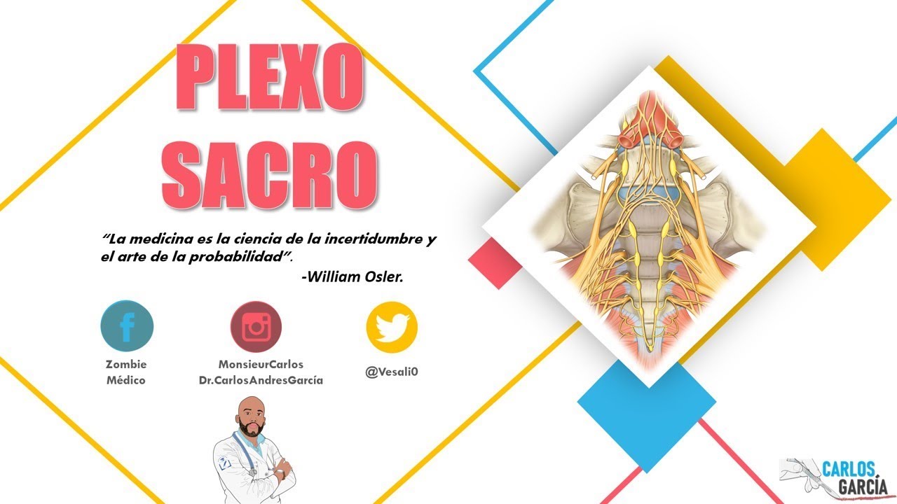 Anatomía - Plexo Sacro (Constitución, Relaciones, Ramos)