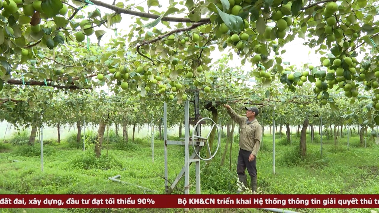 Nông dân Khánh Hòa ra đồng sản xuất đầu năm mới | Thời sự tối 21.2.2026
