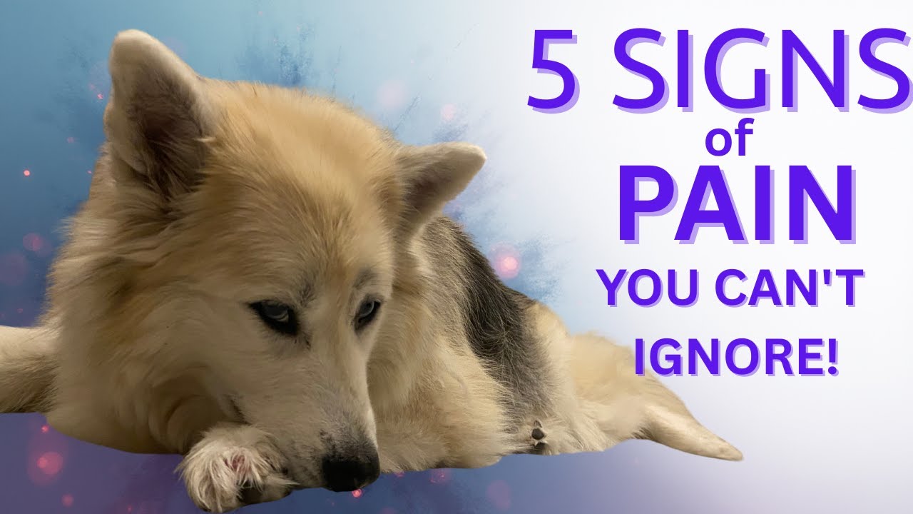 5 Hidden Signs Your Senior Dog Is In Pain