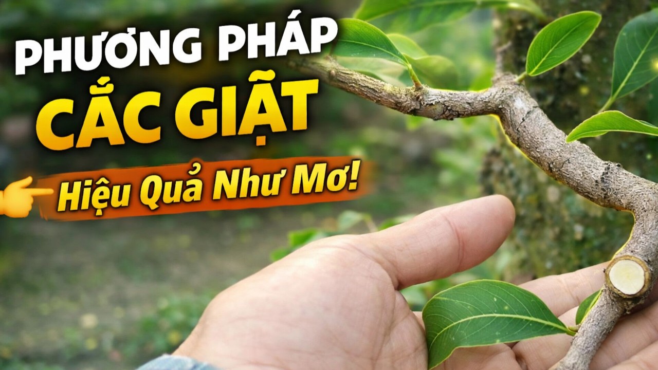 Kỹ thuật cắt giật mai vàng sau khi chơi tết giúp cây phát triển mạnh #nắnghoànghôn #chiasẽ