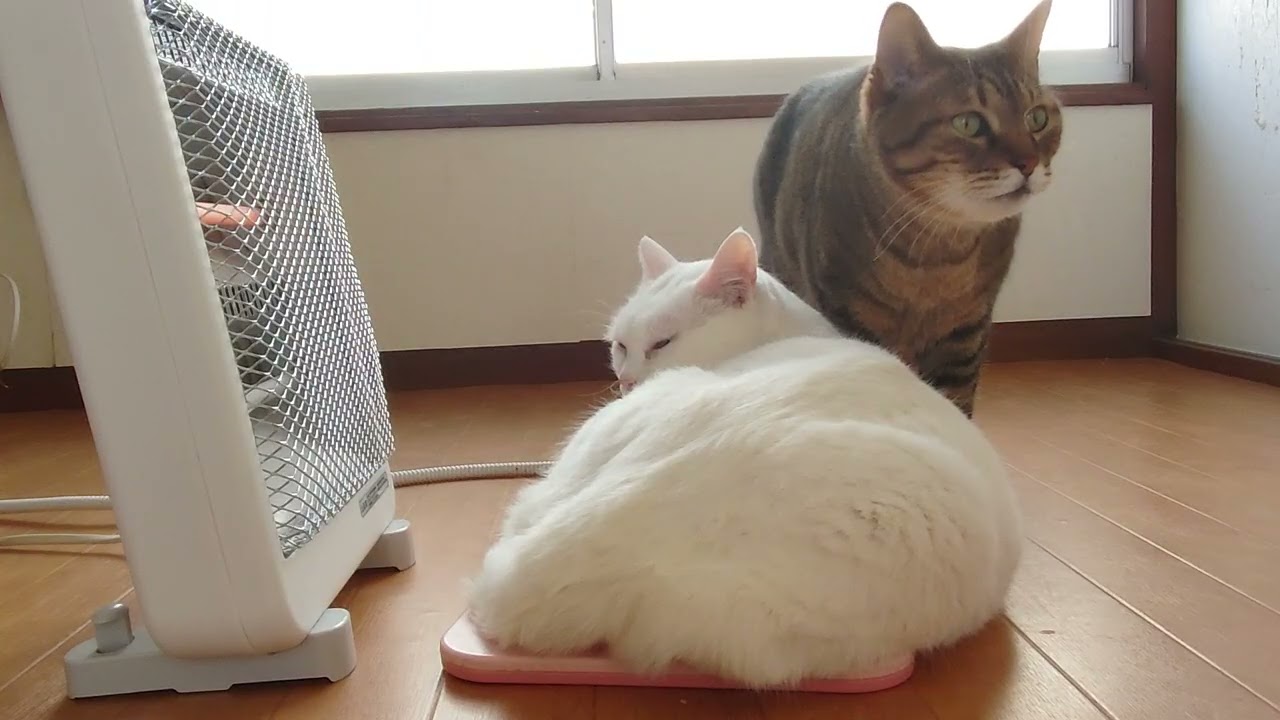 Japanese Fluffy Cats – 4匹の猫がくれる毎日の幸せ🐾