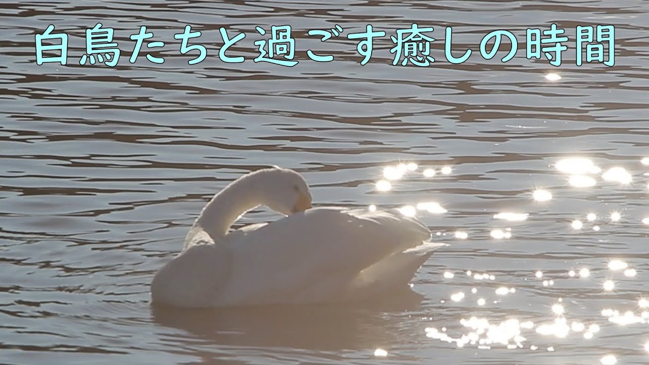 白鳥たちと過ごす癒しの時間